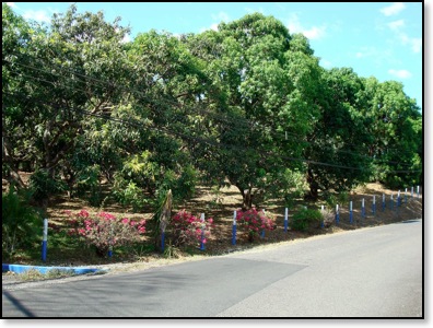 mangoplantations3