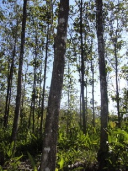 Teak Plantation
