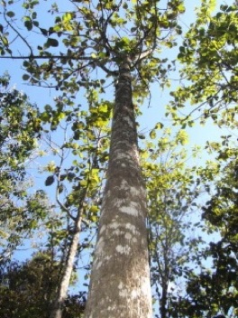 Teak Tree